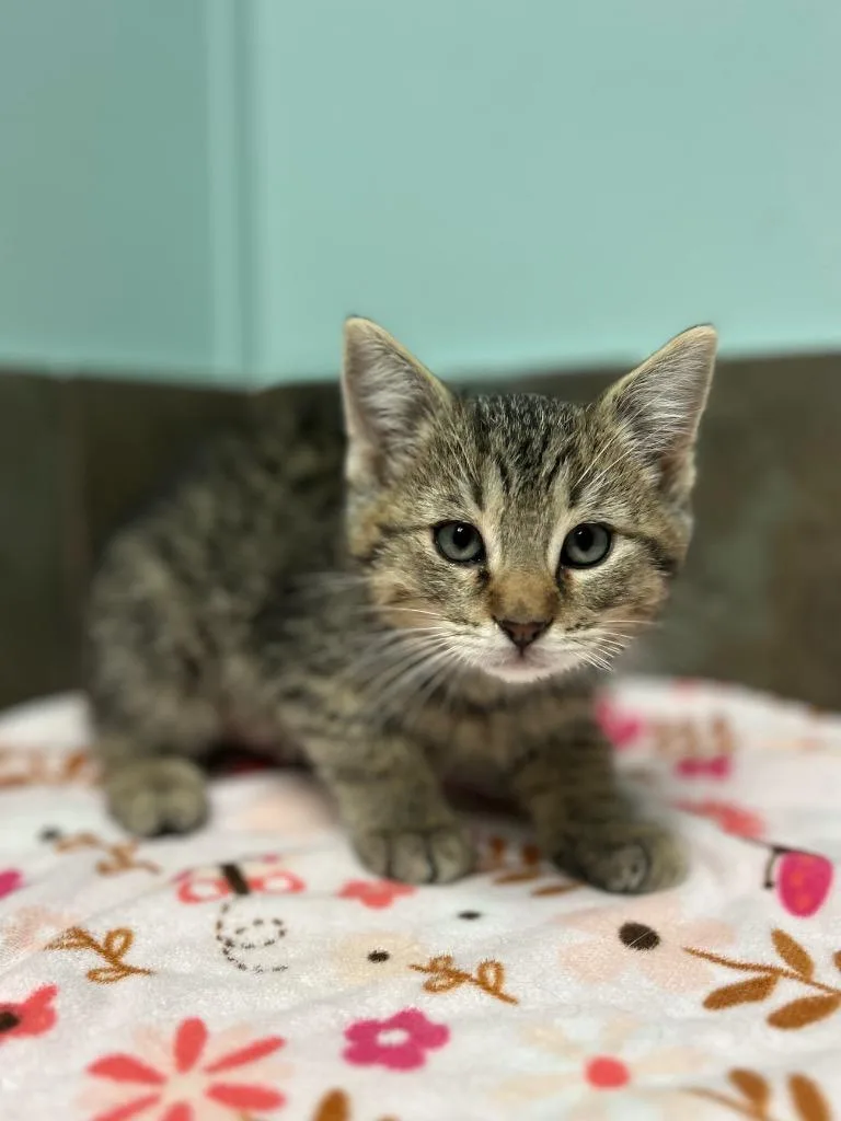 A baby small-sized male Tabby (Brown / Chocolate) Domestic Short Hair cat named Arkansas for adoption in Columbus, NE