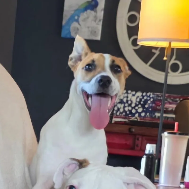 Kali thumbnail 3