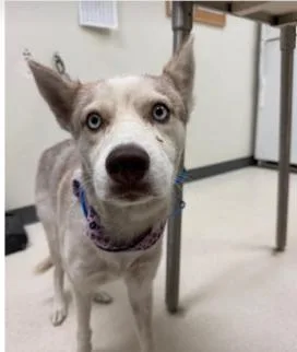 An adult medium-sized female Husky dog named Kira for adoption in Dallas, TX