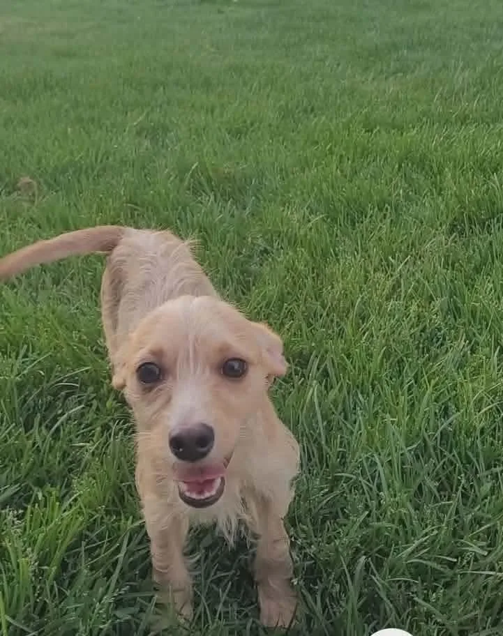 A baby small-sized female Chihuahua dog named April for adoption in Bristol, WI