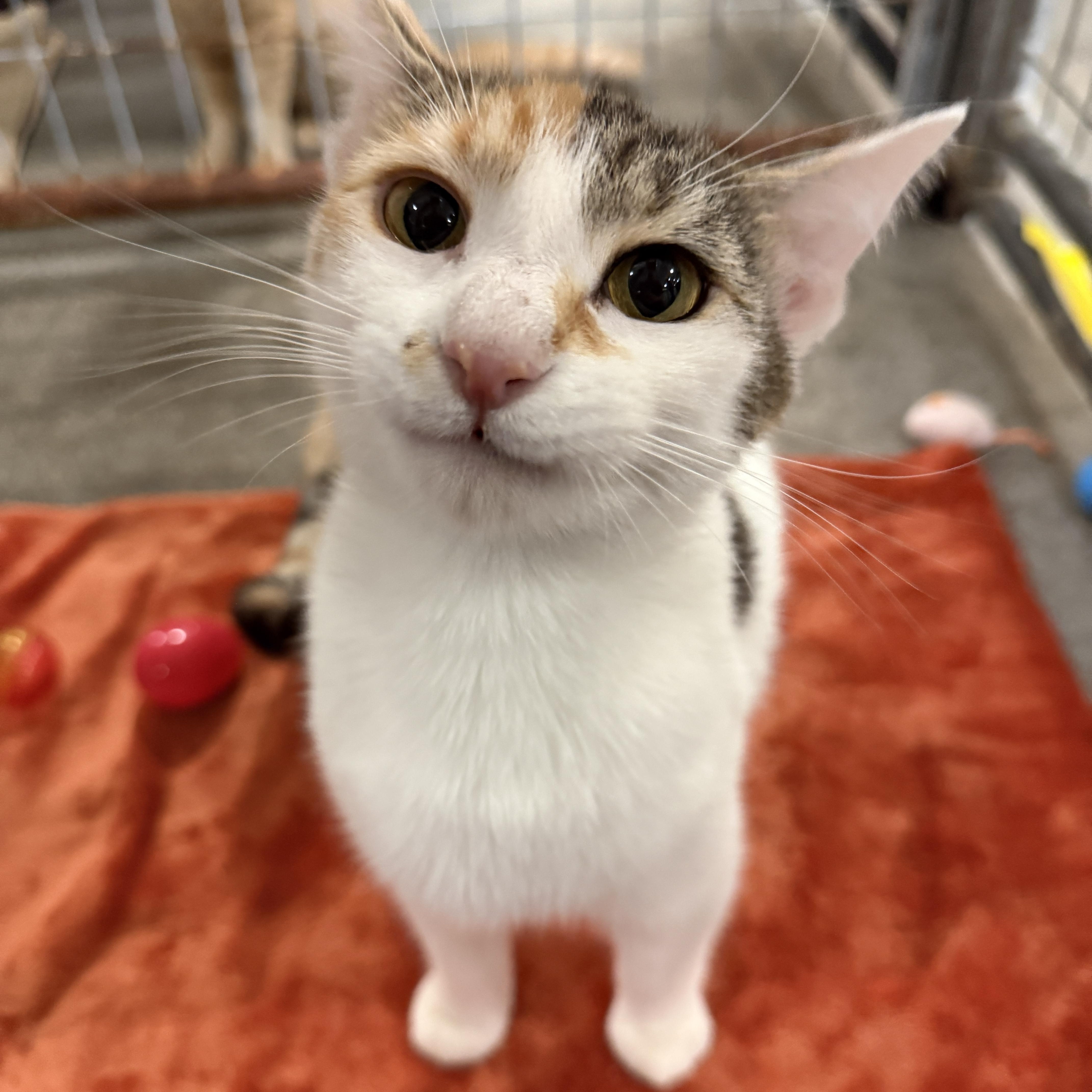 A baby medium-sized female White Domestic Short Hair cat named Lucie for adoption in Columbus, OH