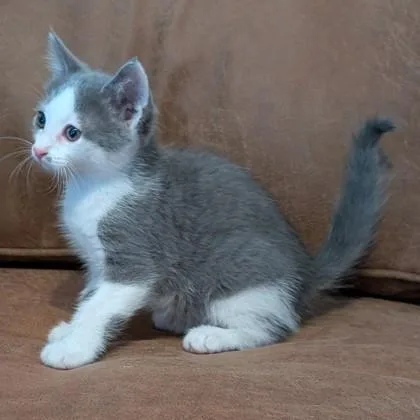 A baby medium-sized male Domestic Short Hair cat named Flint Sparks for adoption in Savannah, GA