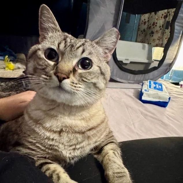 Miss Chonkers