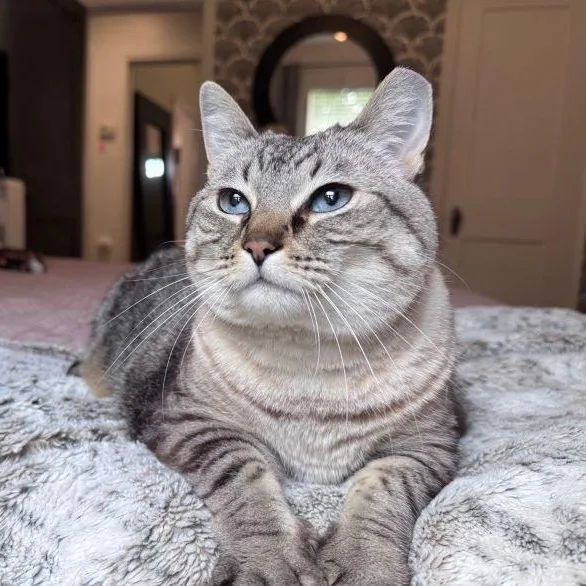 Miss Chonkers thumbnail 2