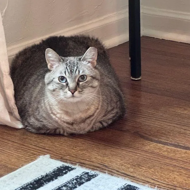 Miss Chonkers thumbnail 3