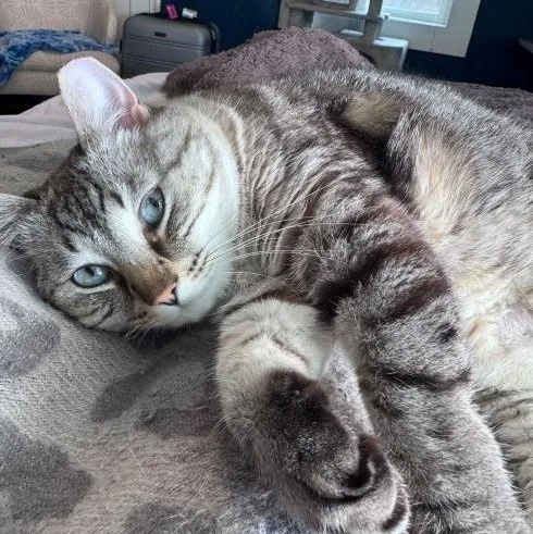 Miss Chonkers thumbnail 4