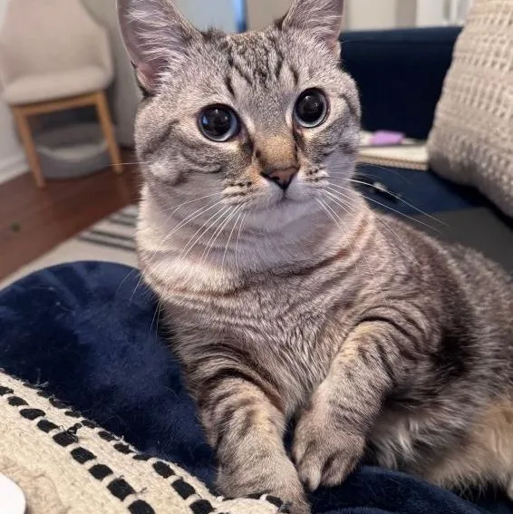 Miss Chonkers thumbnail 5