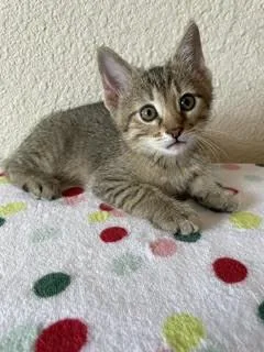 A baby small-sized male Domestic Short Hair cat named Lynx for adoption in Divide, CO
