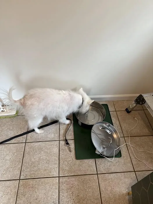 An adult medium-sized male American Eskimo Dog dog named Auggie Of Fl for adoption in Randallstown, MD