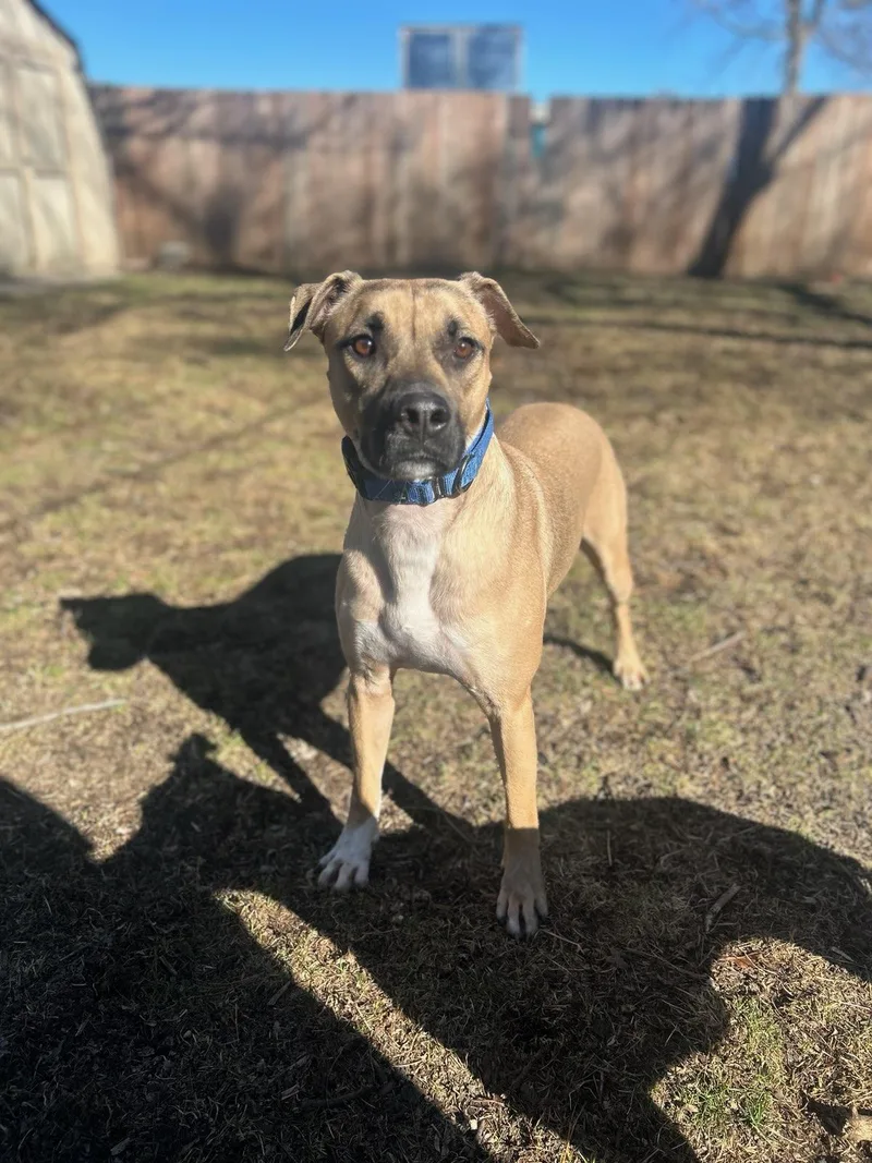 A young large-sized male Yellow / Tan / Blond / Fawn German Shepherd Dog dog named Graham for adoption in Allen Park, MI