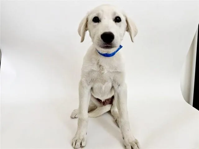 A baby small-sized male Great Pyrenees dog named Gordon for adoption in Saint Louis, MO
