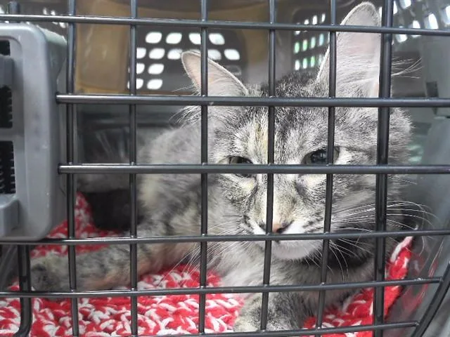 An adult medium-sized female Domestic Short Hair cat named Pot Roast for adoption in Omaha, NE
