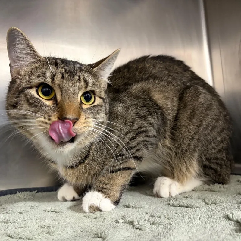 An adult large-sized male Domestic Short Hair cat named Butterscotch for adoption in Newark, NJ