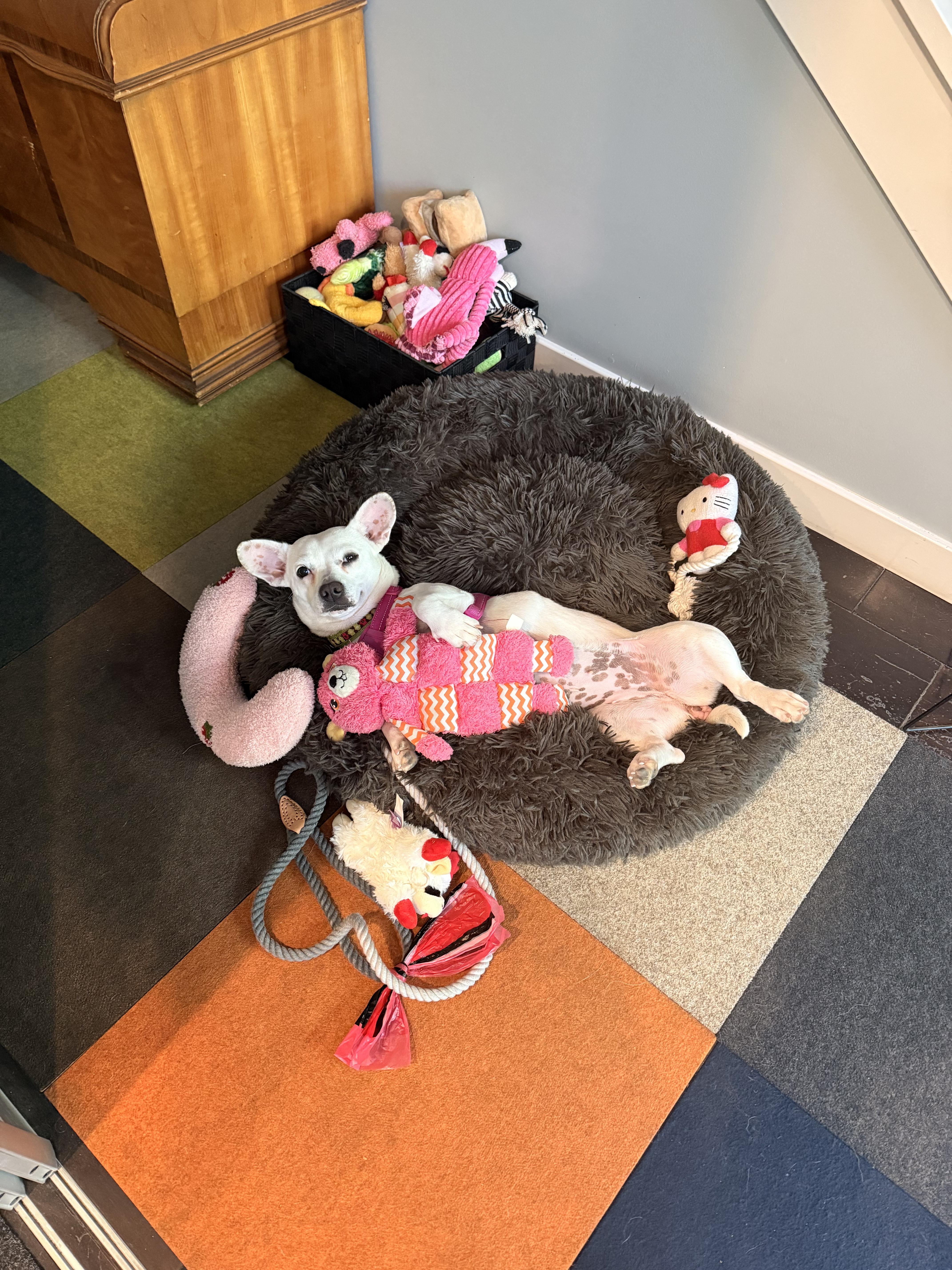 A young small-sized female White / Cream Corgi dog named Dottie for adoption in Orange, CA