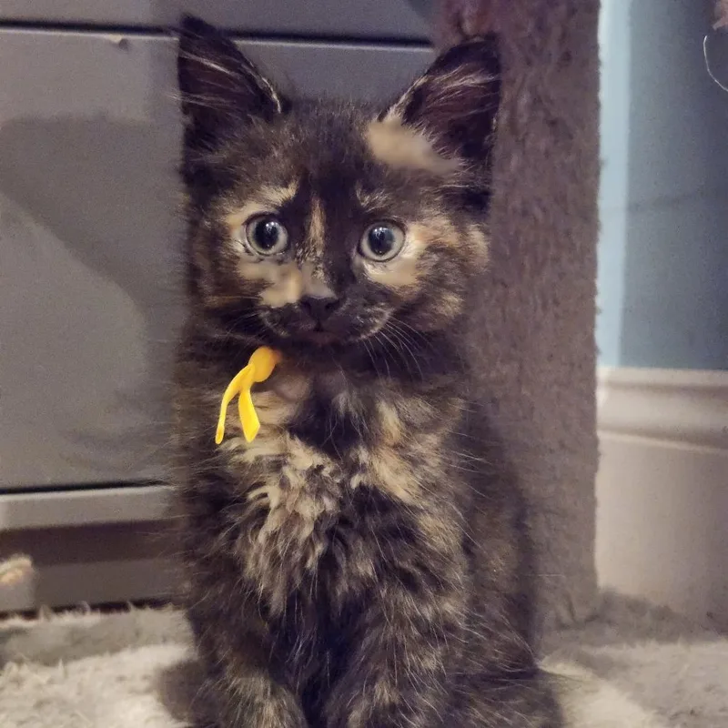 A baby small-sized female Ragdoll cat named Pumpernickel for adoption in Bel Air, MD