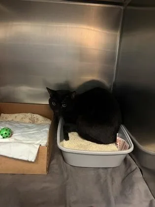 An adult small-sized male Domestic Short Hair cat named Anemone for adoption in West Chester, PA