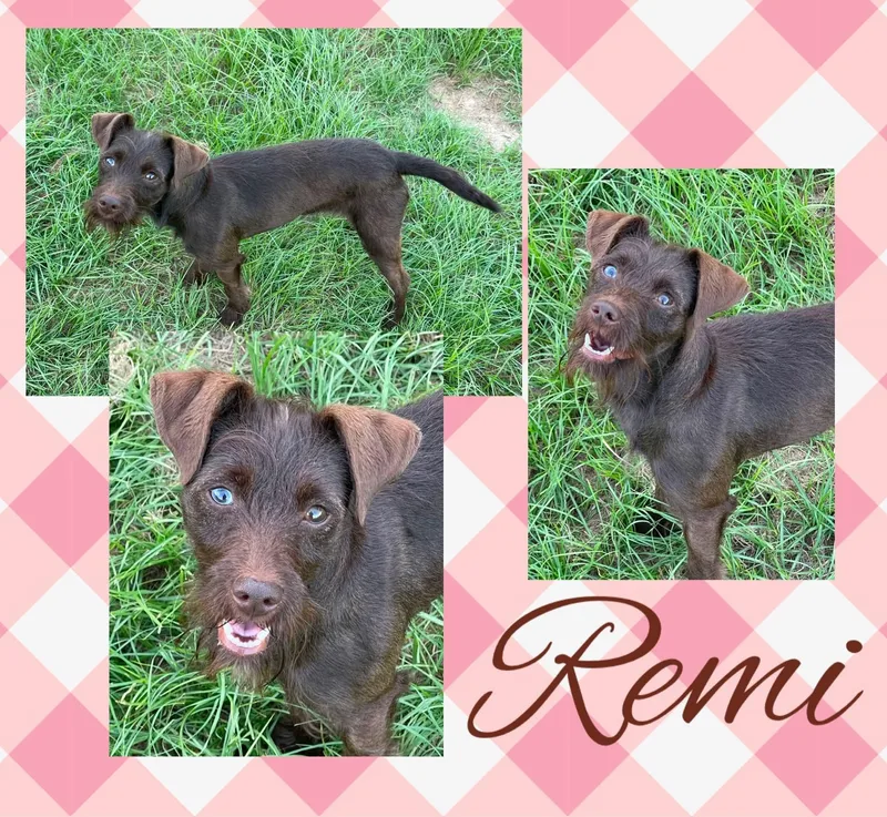 An adult small-sized female Brown / Chocolate Schnauzer dog named Remi for adoption in Longview, TX