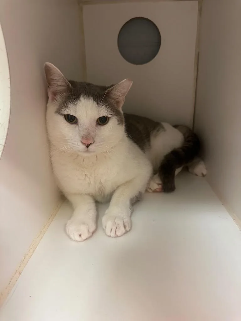 A young medium-sized male Domestic Short Hair cat named Slate for adoption in Johnson City, TN