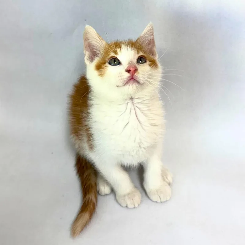 A baby medium-sized male Orange & White American Shorthair cat named Charlie for adoption in Pasco, WA