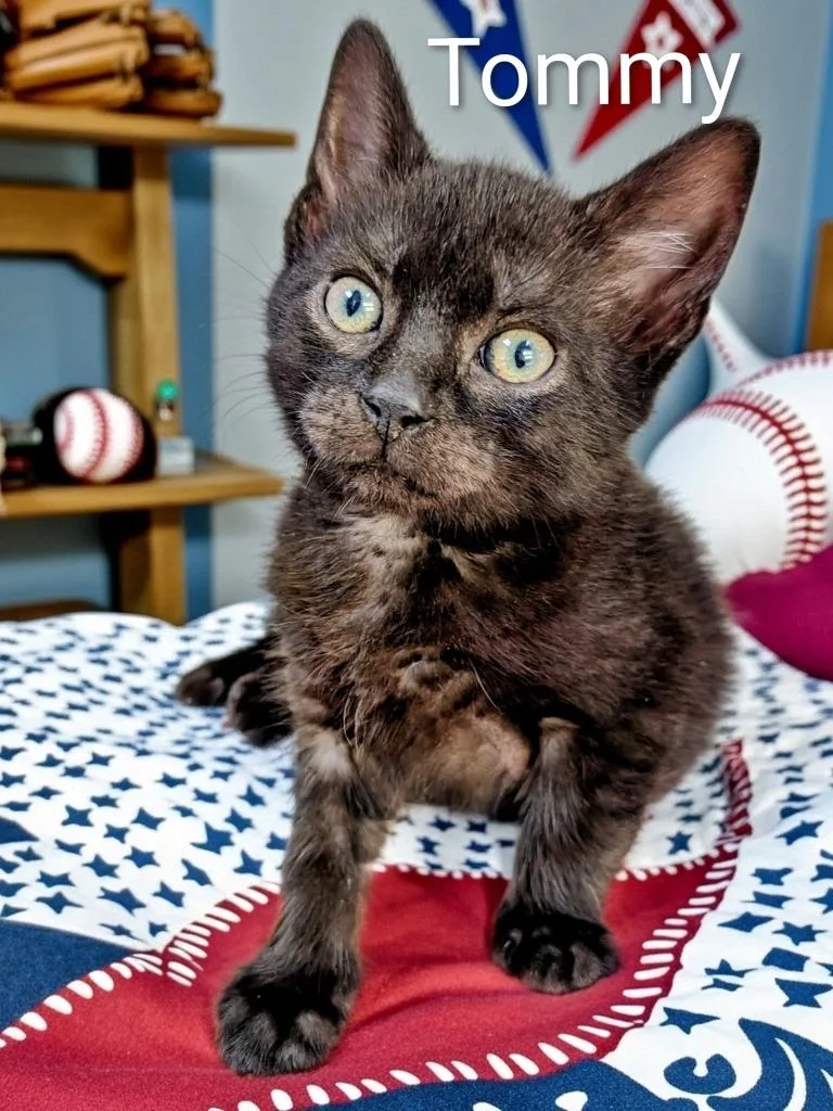 A baby medium-sized male Domestic Short Hair cat named Tommy for adoption in Jim Thorpe, PA