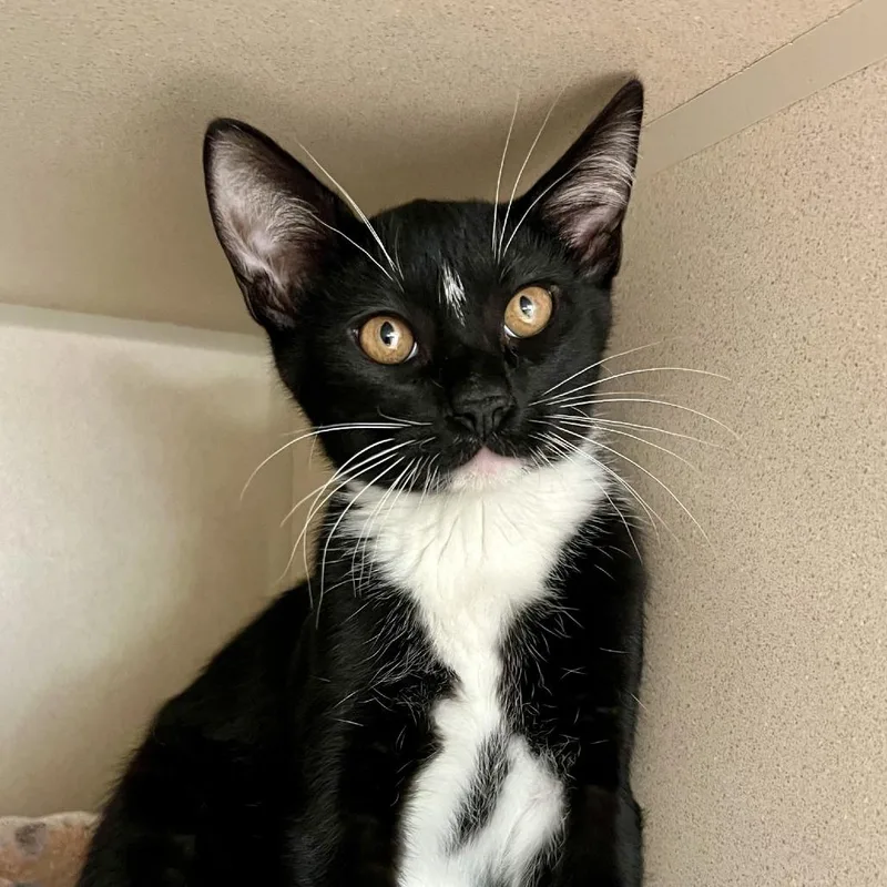 A baby medium-sized male Black Domestic Short Hair cat named Passion Fruit for adoption in Tacoma, WA