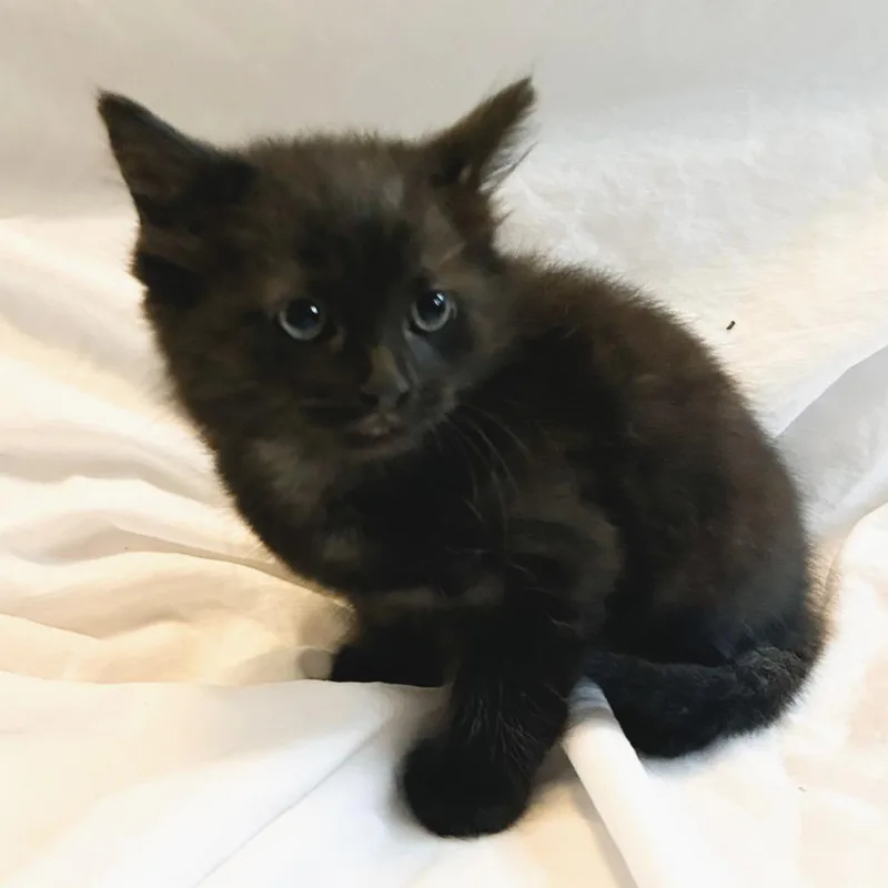 A baby small-sized male Black Domestic Short Hair cat named Draco for adoption in Harrisonburg, VA