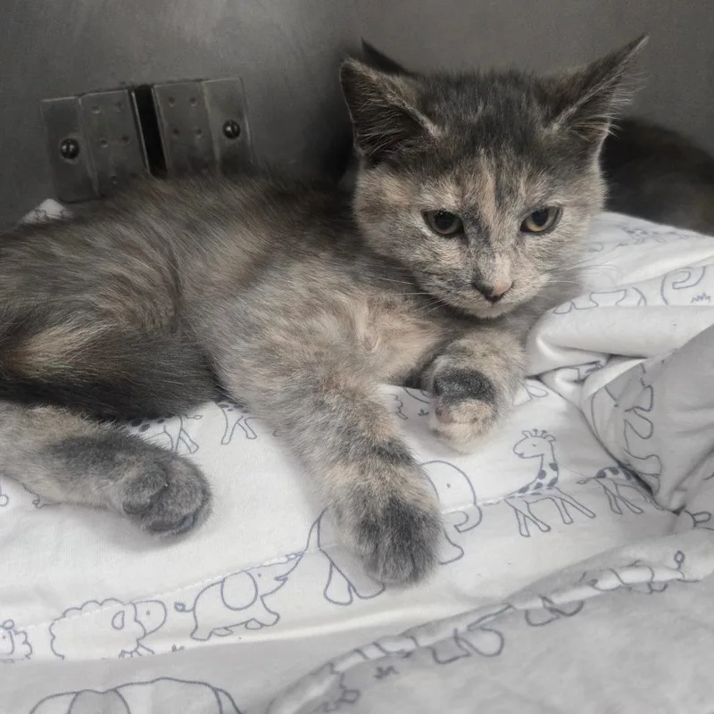 A baby small-sized female Domestic Short Hair cat named Princess for adoption in San Jacinto, CA