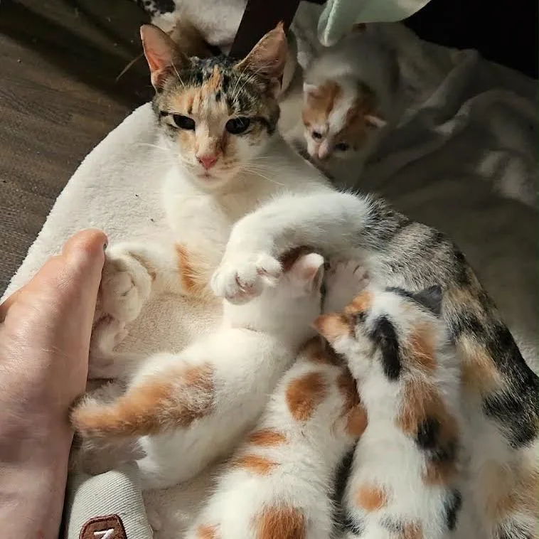 An adult medium-sized female Calico Domestic Short Hair cat named Mama Atari C for adoption in Princeton, MN