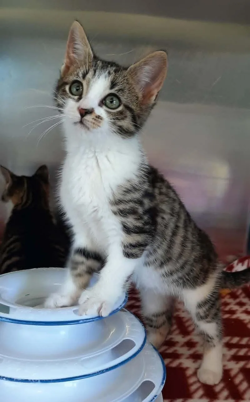 A baby medium-sized male Tabby (Brown / Chocolate) Domestic Short Hair cat named Lark for adoption in Georgetown, OH