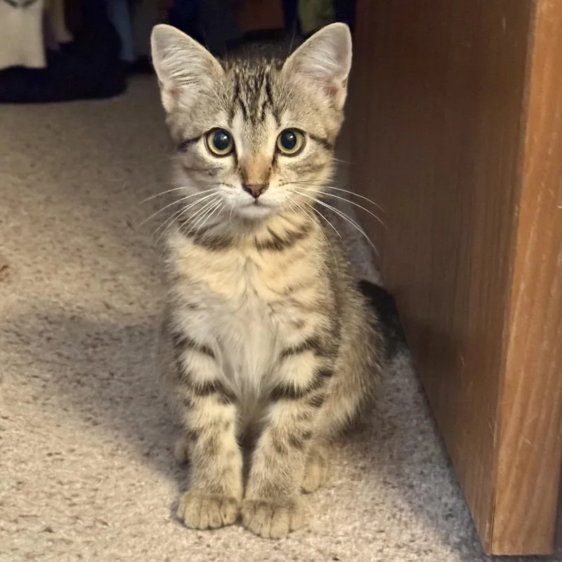A baby small-sized male Brown / Chocolate Domestic Short Hair cat named Ponyo for adoption in Fort Collins, CO
