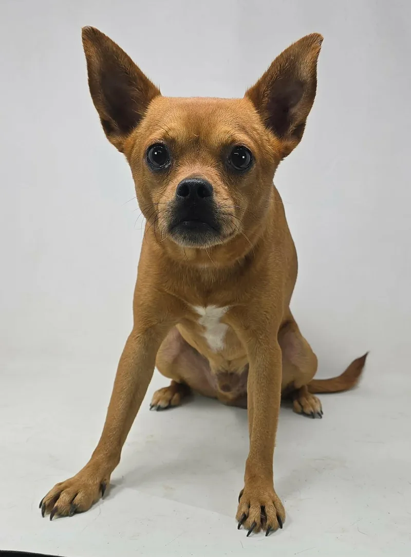 A young small-sized male Brown / Chocolate Puggle dog named Kale for adoption in Newport, TN