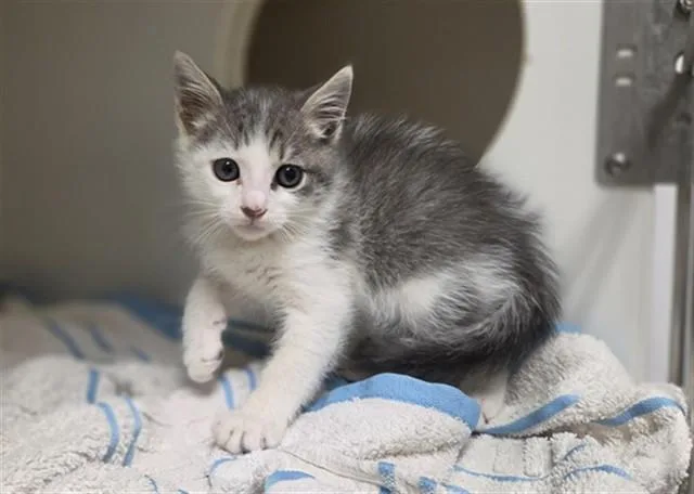 A baby medium-sized male Domestic Medium Hair cat named Bubba for adoption in Salinas, CA