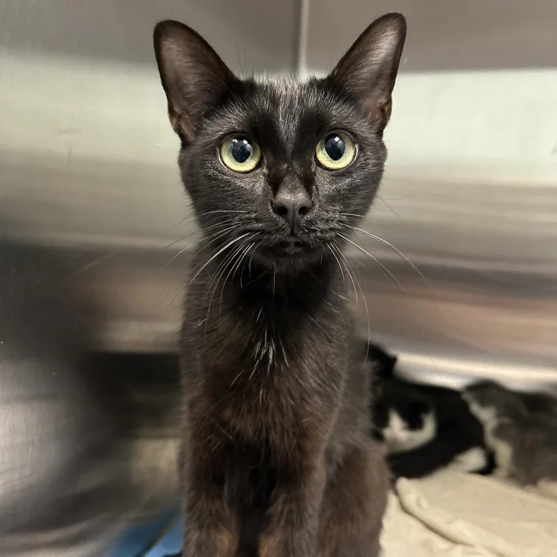 A young medium-sized female Bombay cat named Summer Daisy for adoption in Greensboro, NC