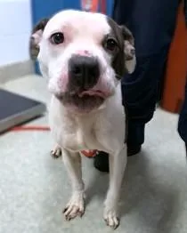 An adult medium-sized female Pit Bull Terrier dog named Azooz for adoption in Washington, DC