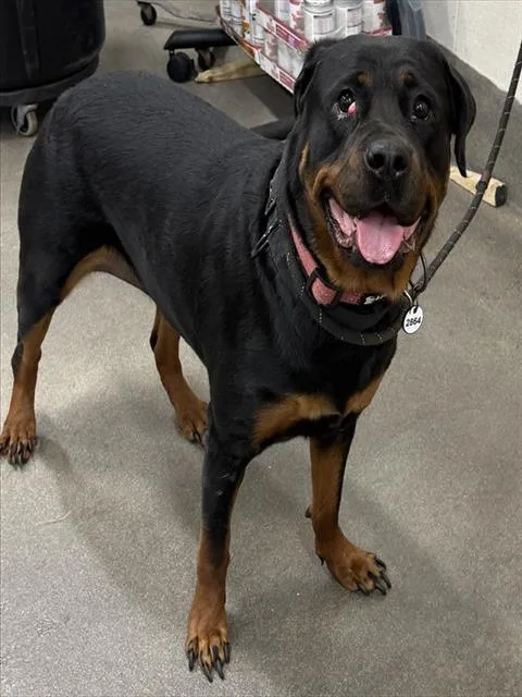 A young large-sized female Rottweiler dog named Vondra for adoption in Upper Marlboro, MD