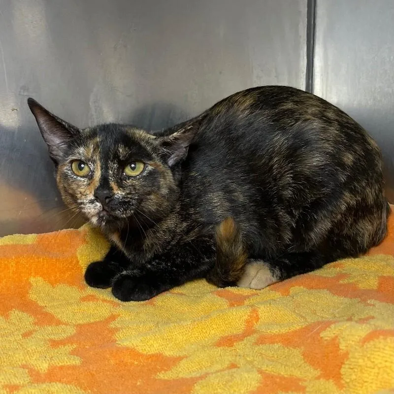 A young medium-sized female Domestic Short Hair cat named Alma G for adoption in Roanoke, VA