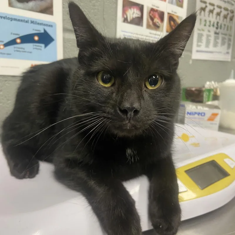 A young medium-sized male Domestic Short Hair cat named Binx for adoption in Allentown, PA
