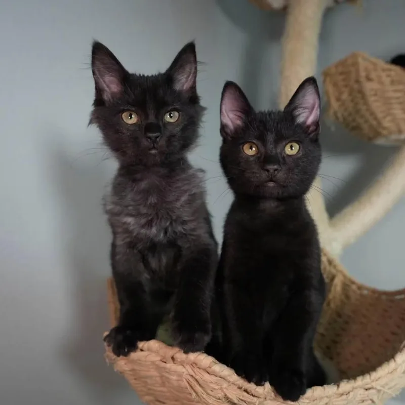 A baby small-sized female Black Domestic Medium Hair cat named Pip for adoption in Port Richey, FL