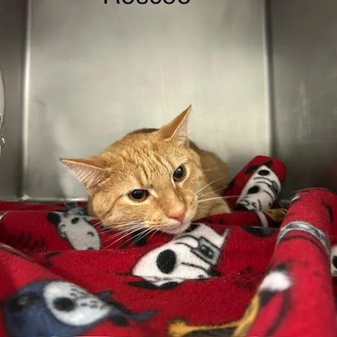 An adult medium-sized male Domestic Short Hair cat named Roscoe for adoption in Knoxville, TN