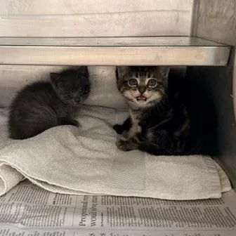 A baby small-sized female Gray / Blue / Silver Domestic Short Hair cat named Marie for adoption in Hawthorne, CA