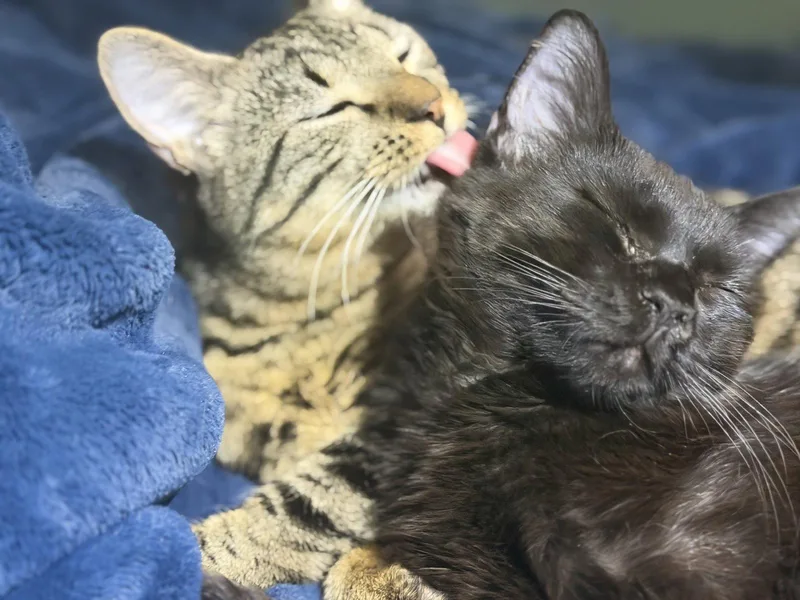 A young medium-sized male Black Domestic Short Hair cat named Phoenix & Tibbs for adoption in Herndon, VA