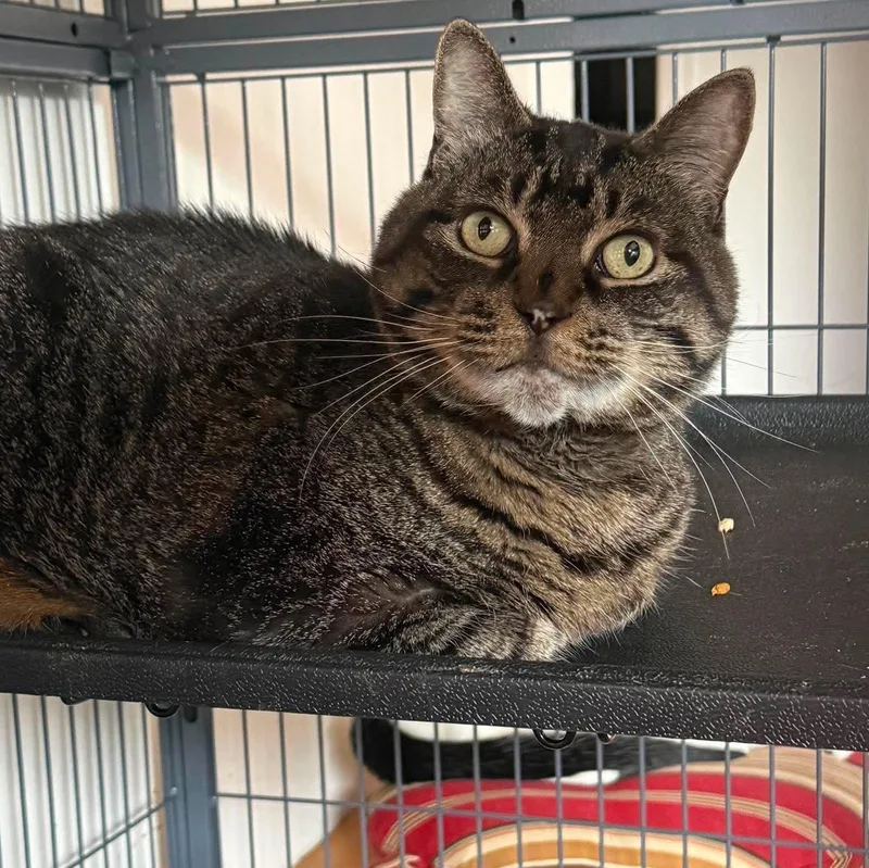 An adult medium-sized female Tabby (Brown / Chocolate) Tabby cat named Nelly for adoption in Huntington, NY