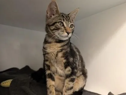 A young small-sized male Domestic Short Hair cat named Timofey for adoption in Roseville, CA
