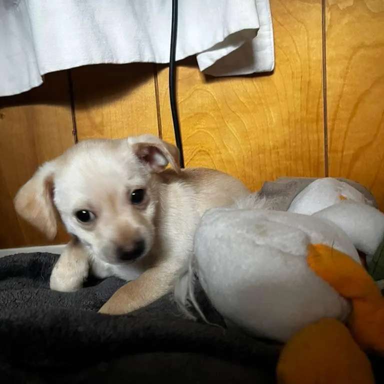 A baby small-sized male Golden Chihuahua dog named Bulb for adoption in San Pablo, CA