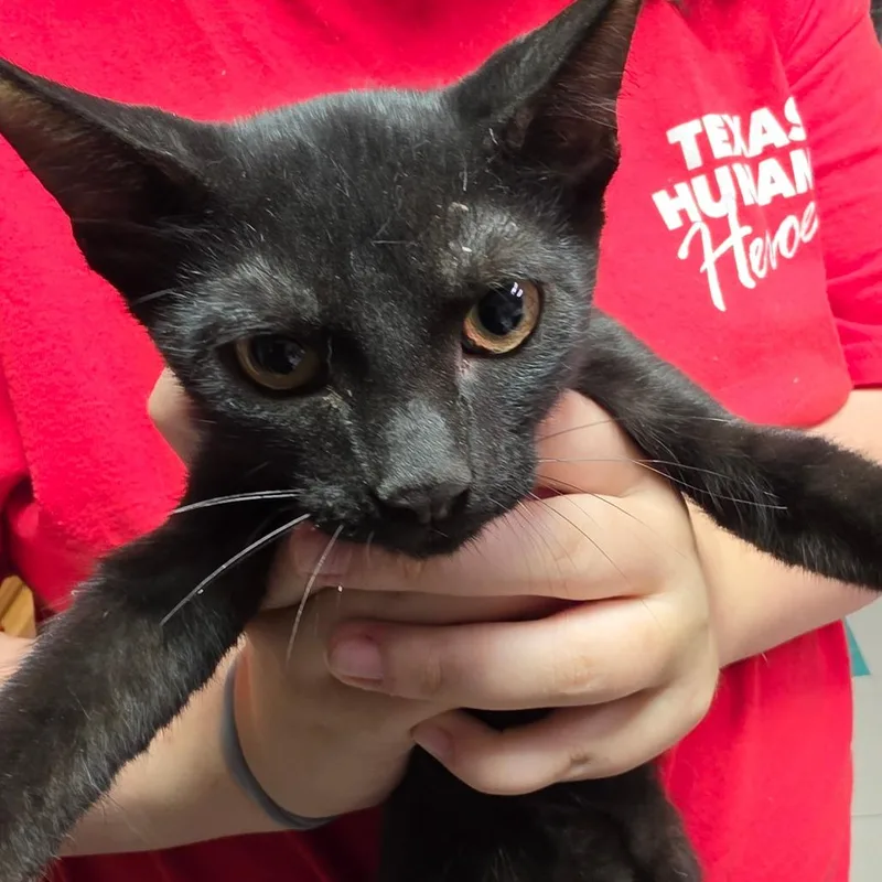 A baby small-sized male Black Domestic Short Hair cat named Ellsworth for adoption in Leander, TX