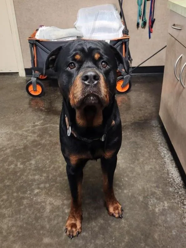 An adult medium-sized male Rottweiler dog named Found Stray: Zero Small for adoption in Rockwall, TX