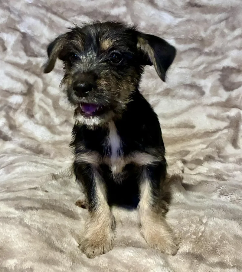 A baby small-sized female Black Terrier dog named Riley for adoption in Pelham, NH