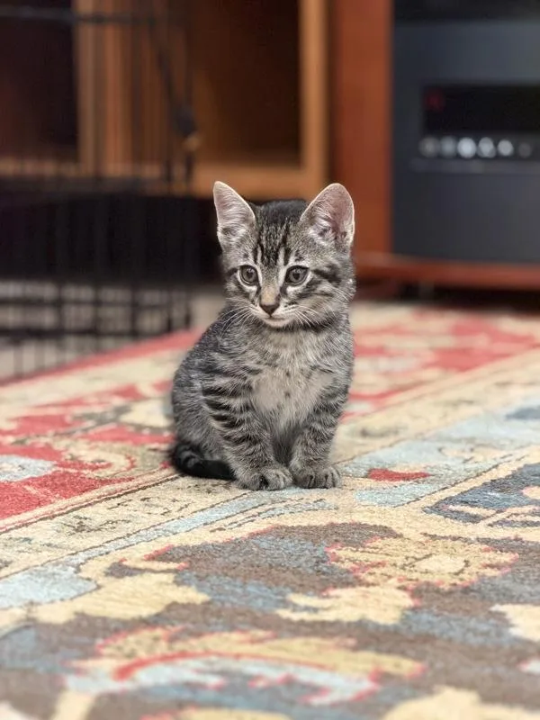 A baby small-sized male Domestic Medium Hair cat named Bergamot for adoption in Oakland, CA