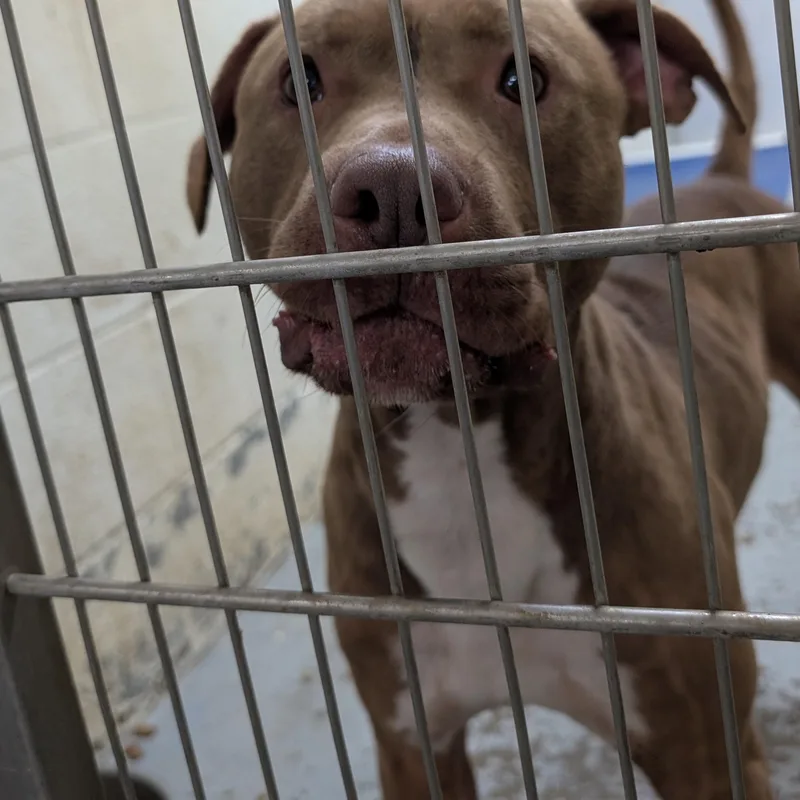 Looking For Owner