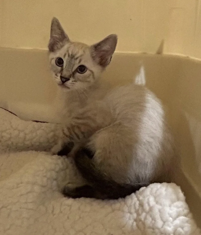 A baby medium-sized male Siamese cat named Lollipop for adoption in Napa, CA